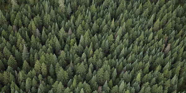 Carbon Footprint