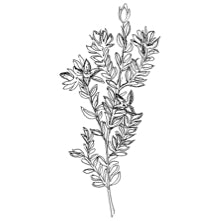 //hk.davines.com/cdn/shop/t/7/assets/davines-line-finest-pigment-deco-4.jpg?v=26652696539408005481621003838