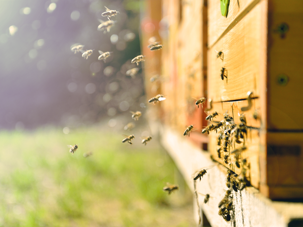 International Bee Day: bees will save the world