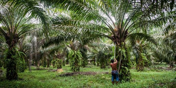 Palm Oil, our opinion